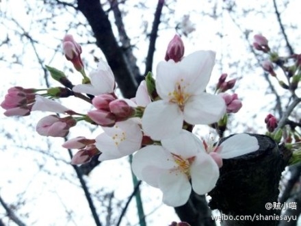 yinhhua5