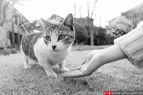流浪猫在同济校园里随处可见。 本报资料图 见习记者 张瑞麒 摄 流浪猫在同济校园里随处可见。 本报资料图 见习记者 张瑞麒 摄