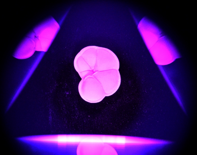 7-3D打印机打印的海洋有孔虫标本 7-3D打印机打印的海洋有孔虫标本