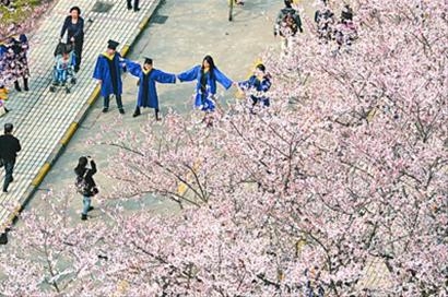 解放日报--樱花 解放日报--樱花