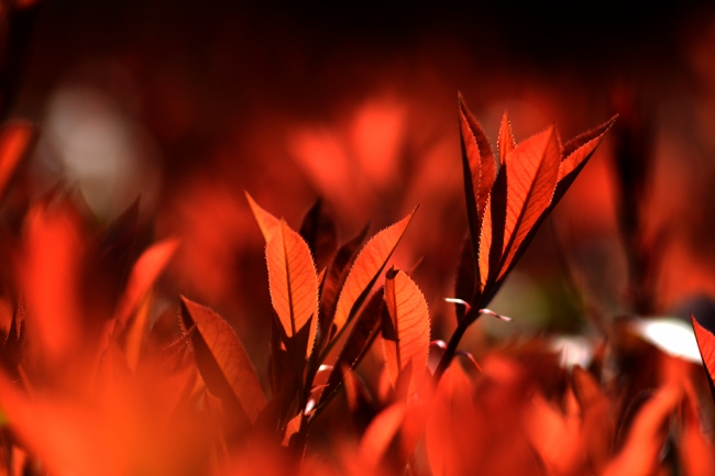 DSC_5528 DSC_5528